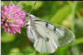 Parnassius mnemosyne